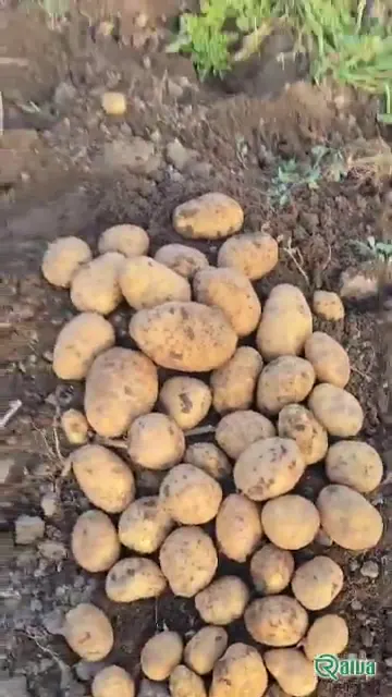 Fresh ware potatoes graded by size (view 5)