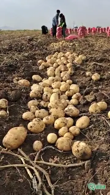 Fresh ware potatoes graded by size (view 6)