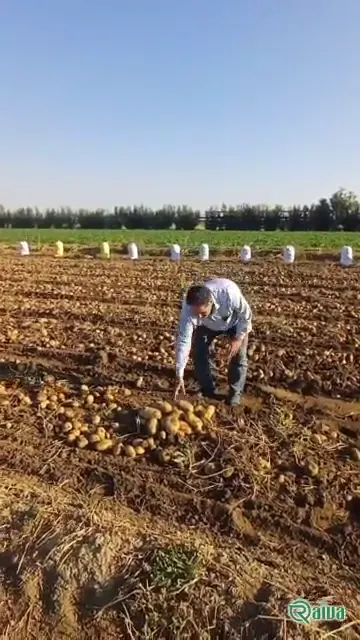 Fresh ware potatoes graded by size (view 10)