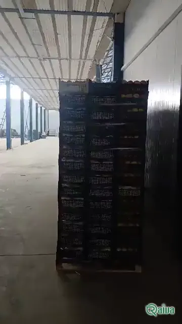 Red Apple — Apple harvest, grading and dispatch