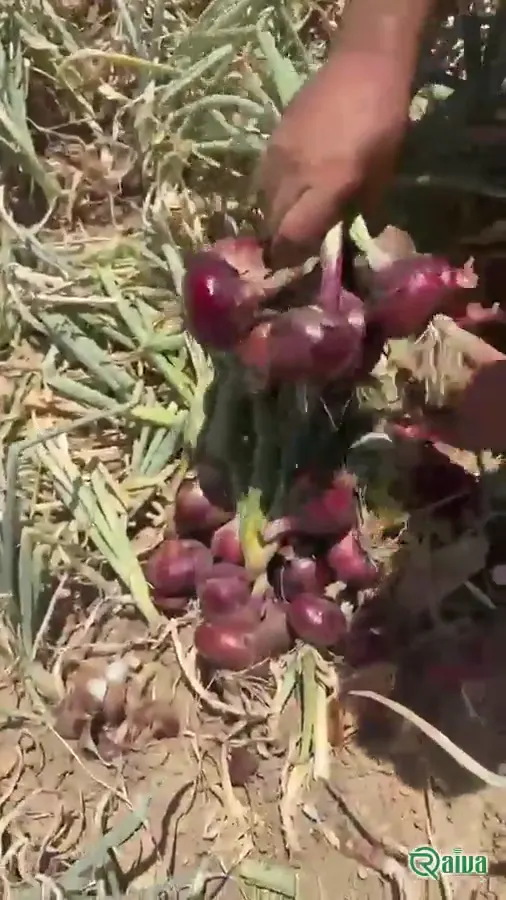 Red Onion — Onion harvest and bagging