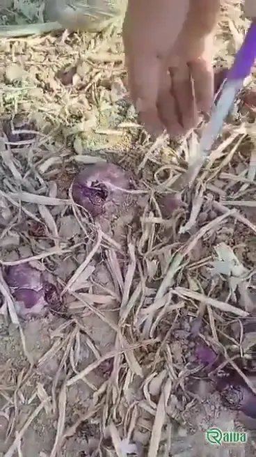 Red Onion — Onion harvest and bagging