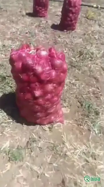 Red Onion — Onion harvest and bagging