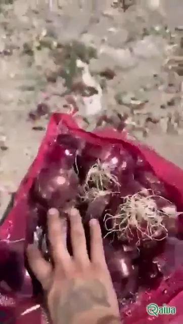 Red Onion — Onion harvest and bagging
