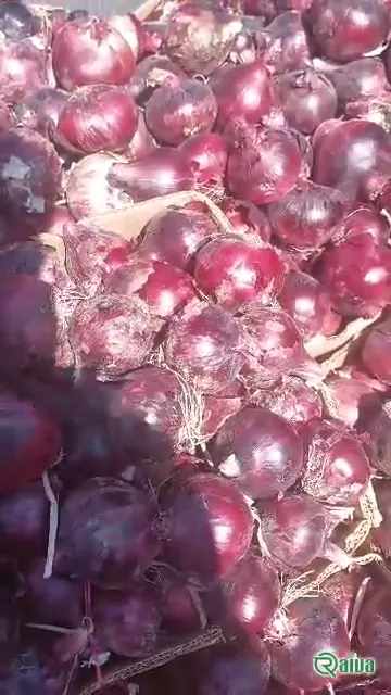 Red Onion — Onion harvest and bagging