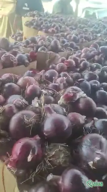 Red Onion — Onion harvest and bagging