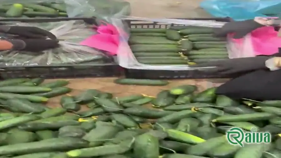Short, bumpy-skinned spiny cucumbers beside one cut lengthwise (view 1)