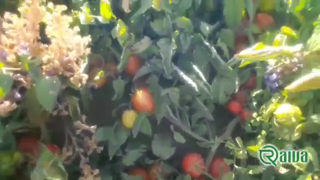 Tomato — Tomato harvest and crating