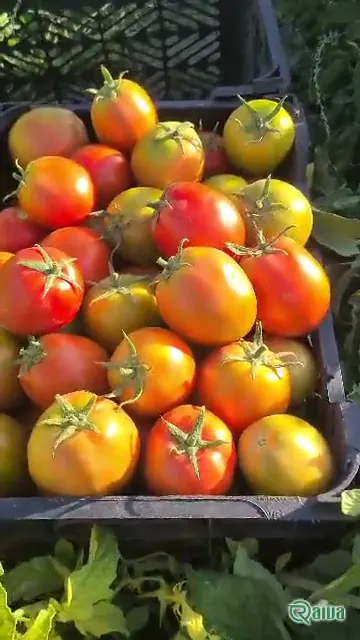 Tomato — Tomato harvest and crating
