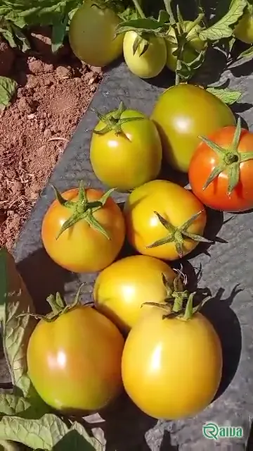 Tomato — Tomato harvest and crating