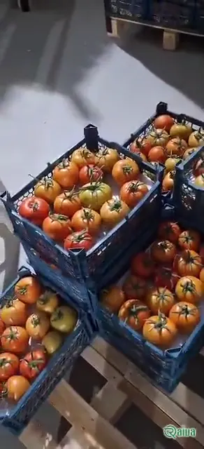 Tomato — Tomato harvest and crating