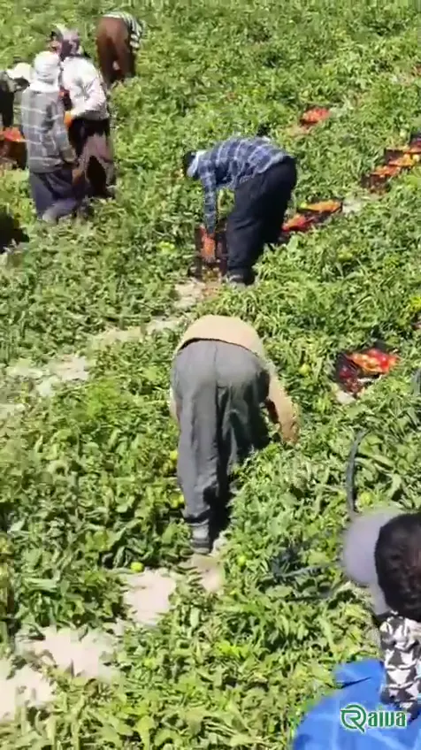 Tomato — Tomato harvest and crating