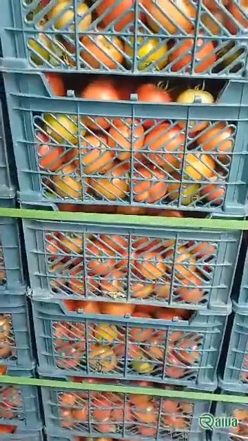 Tomato — Tomato harvest and crating