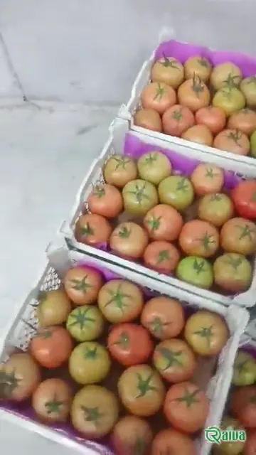 Tomato — Tomato harvest and crating