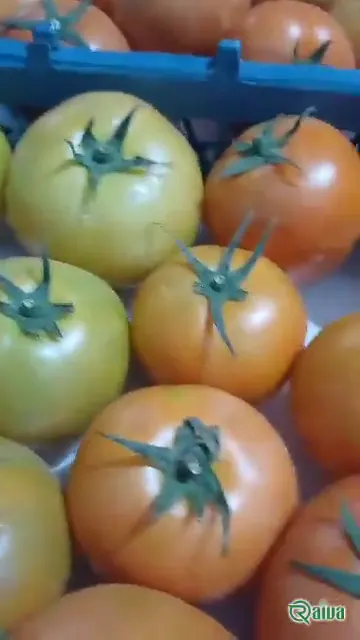 Tomato — Tomato harvest and crating