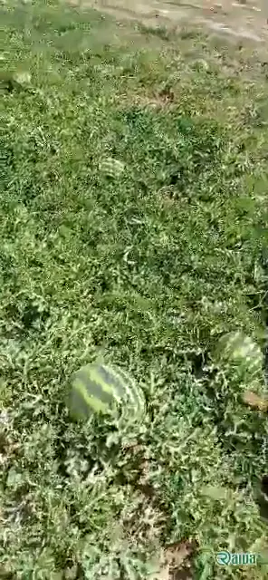Watermelon — Watermelon harvest and loading
