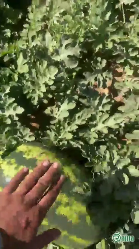 Watermelon — Watermelon harvest and loading