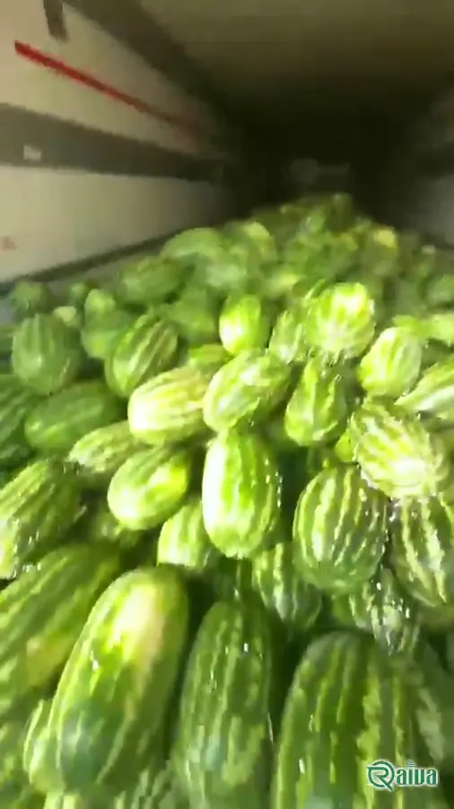 Watermelon — Watermelon harvest and loading