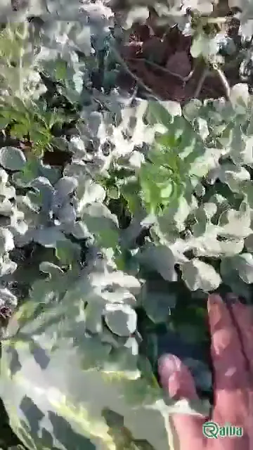 Watermelon — Watermelon harvest and loading