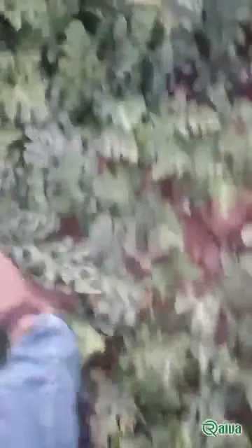 Watermelon — Watermelon harvest and loading