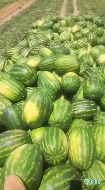 Watermelon — Watermelon harvest and loading