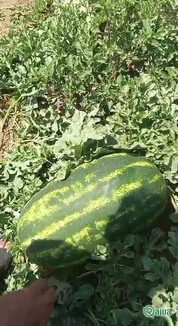 A whole green-striped watermelon with a cut wedge of red flesh (view 11)