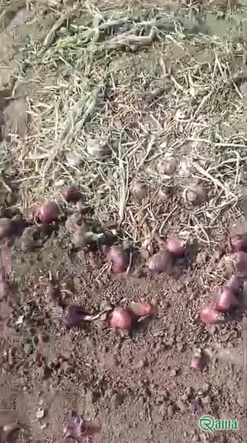 Yellow Onion — Onion harvest and bagging