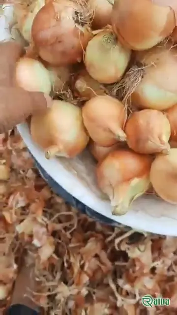 Yellow Onion — Onion harvest and bagging