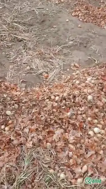 Yellow Onion — Onion harvest and bagging