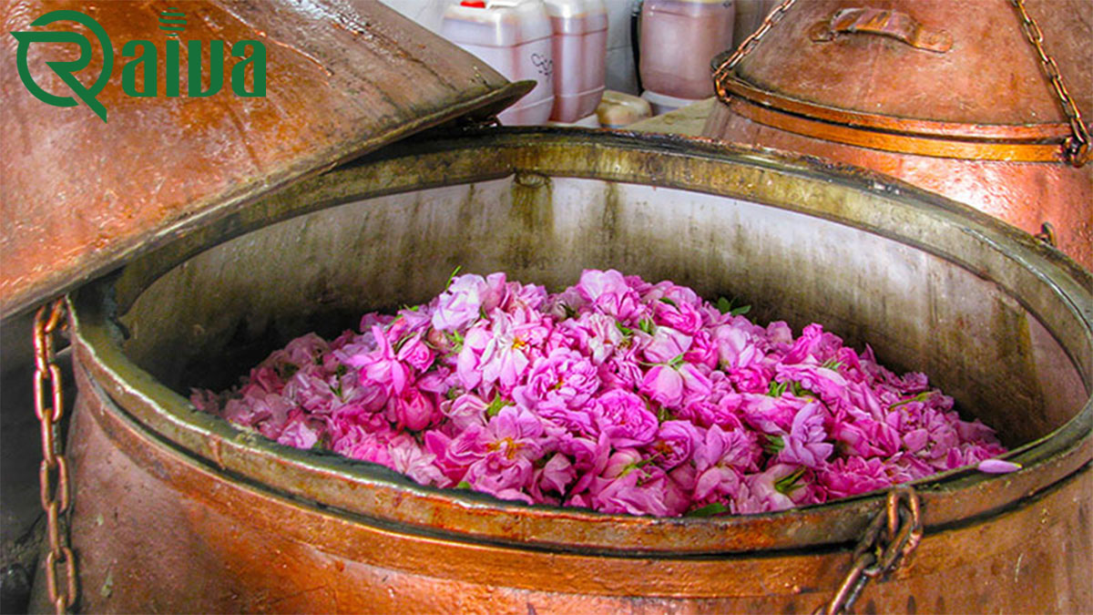 Damask Rose — Damask rose harvest and distillation