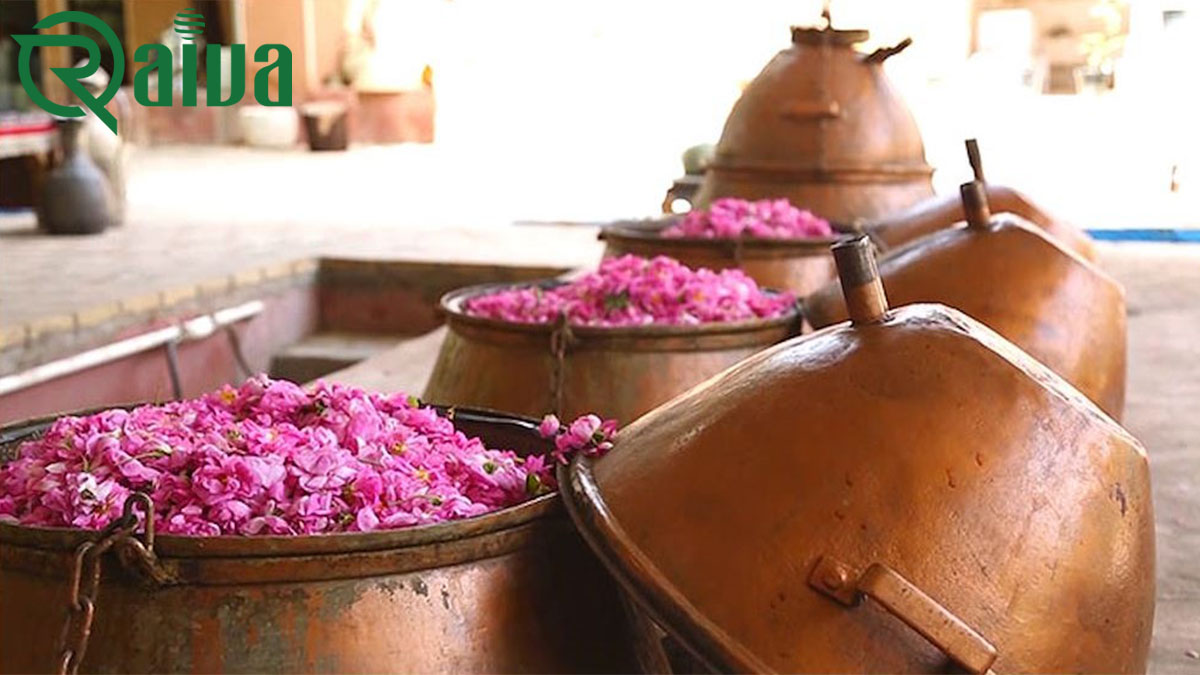 Damask Rose — Damask rose harvest and distillation