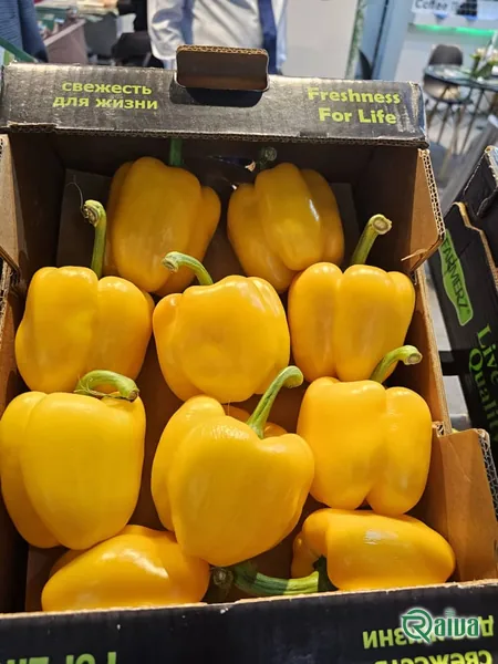 Bell Pepper — Bell pepper grading and crate packing