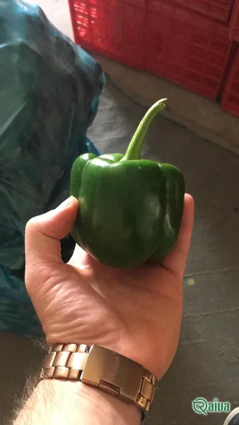 Bell Pepper — Bell pepper grading and crate packing