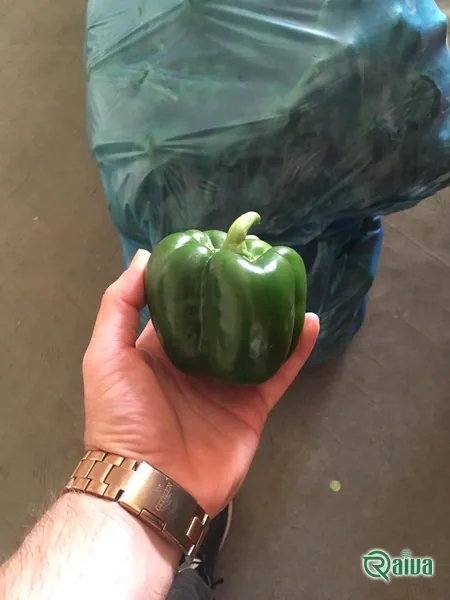Bell Pepper — Bell pepper grading and crate packing