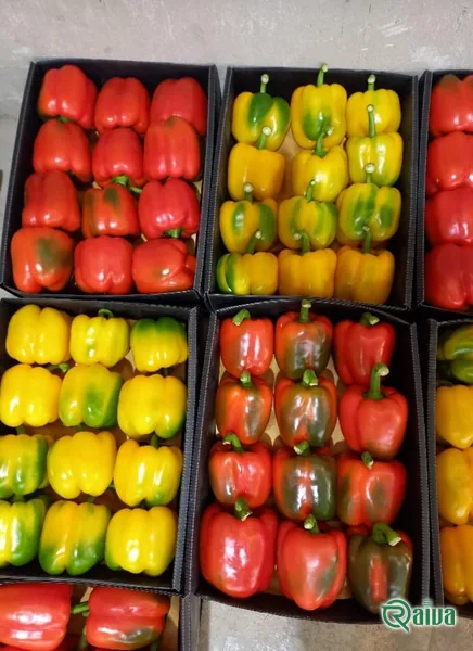 Bell Pepper — Bell pepper grading and crate packing