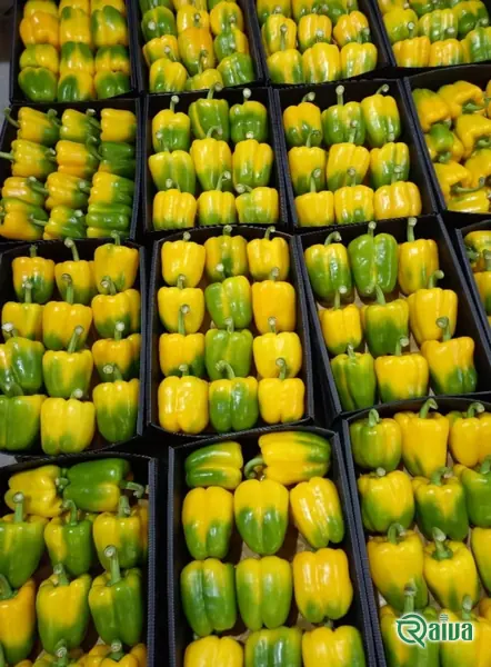 Bell Pepper — Bell pepper grading and crate packing