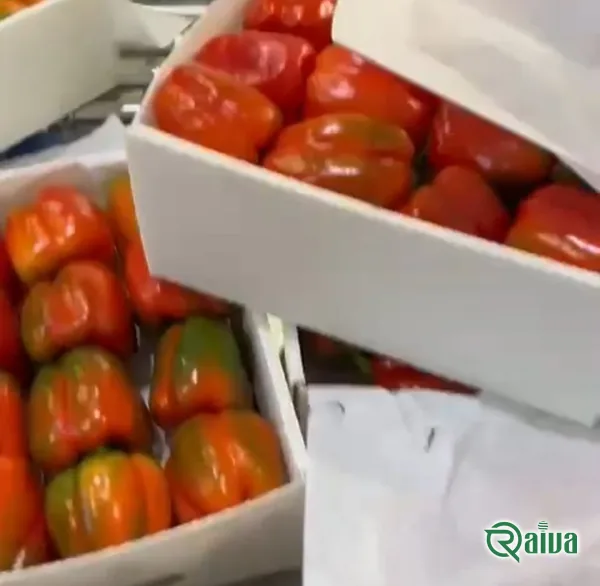 Yellow bell peppers packed for export (view 9)