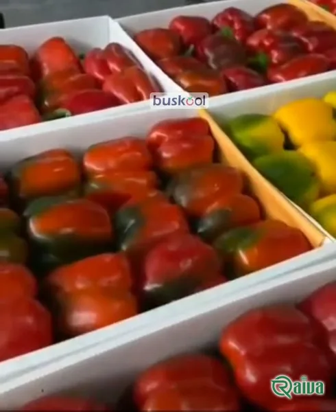 Yellow bell peppers packed for export (view 14)