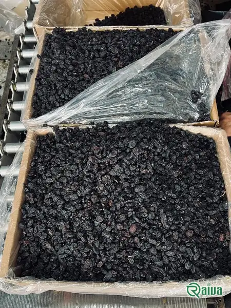 Dark seedless black raisins in a pale bowl (view 7)
