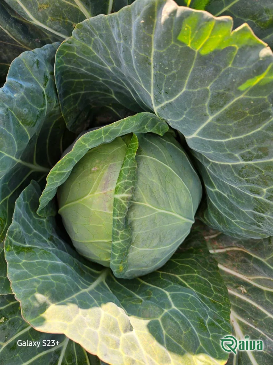 Cabbage — Raiva Food export