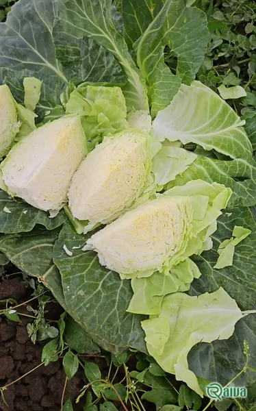 Cabbage — Cabbage cutting and mesh packing