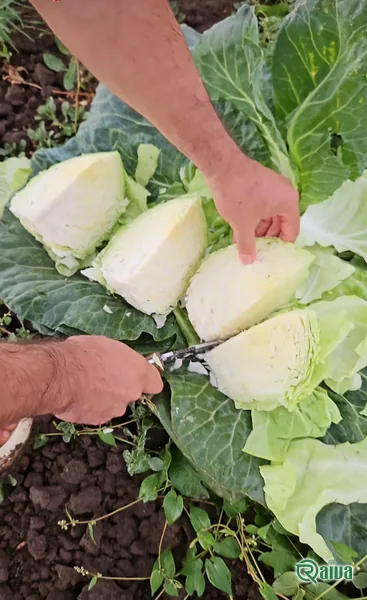 Cabbage — Cabbage cutting and mesh packing