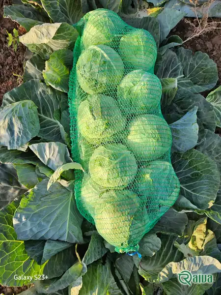 Cabbage — Cabbage cutting and mesh packing