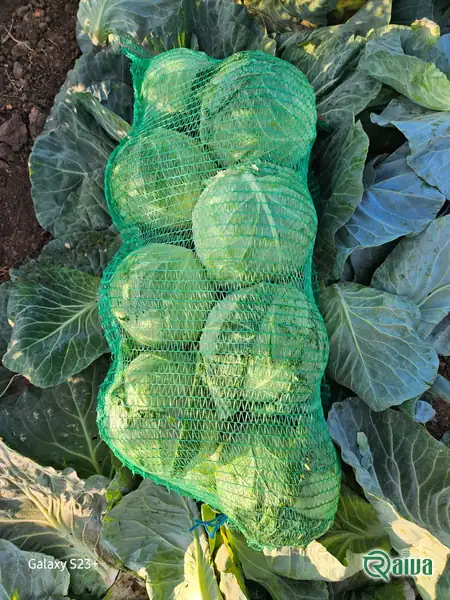 Cabbage — Cabbage cutting and mesh packing
