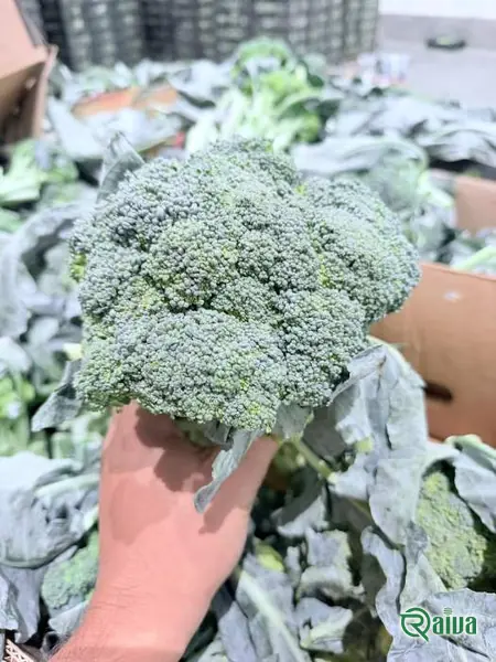 A green cabbage head in the field before cutting (view 13)