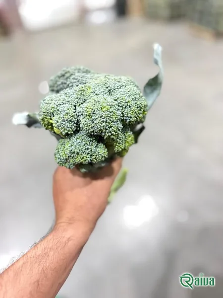 A green cabbage head in the field before cutting (view 14)