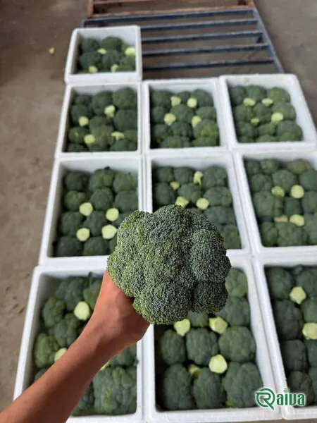 A green cabbage head in the field before cutting (view 15)