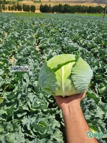 A green cabbage head in the field before cutting (view 16)