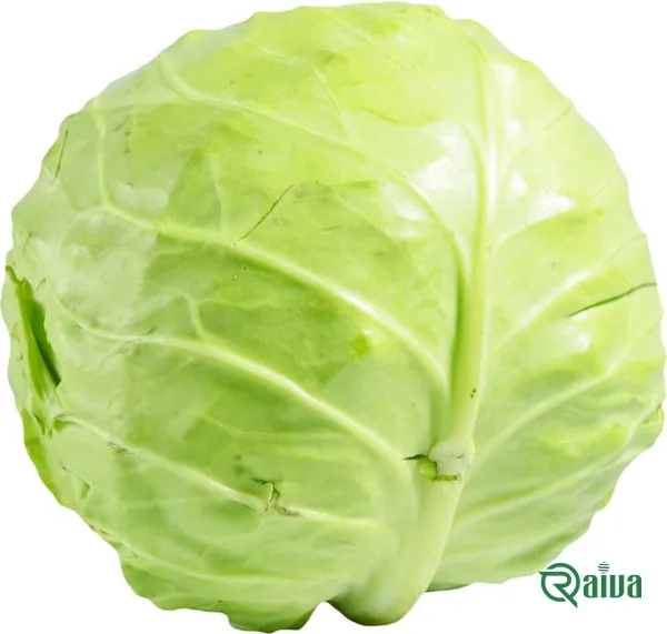 A green cabbage head in the field before cutting (view 22)