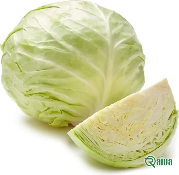 A green cabbage head in the field before cutting (view 23)